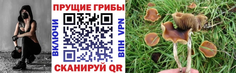 Галлюциногенные грибы Psilocybine cubensis  как найти закладки  Нижняя Тура 